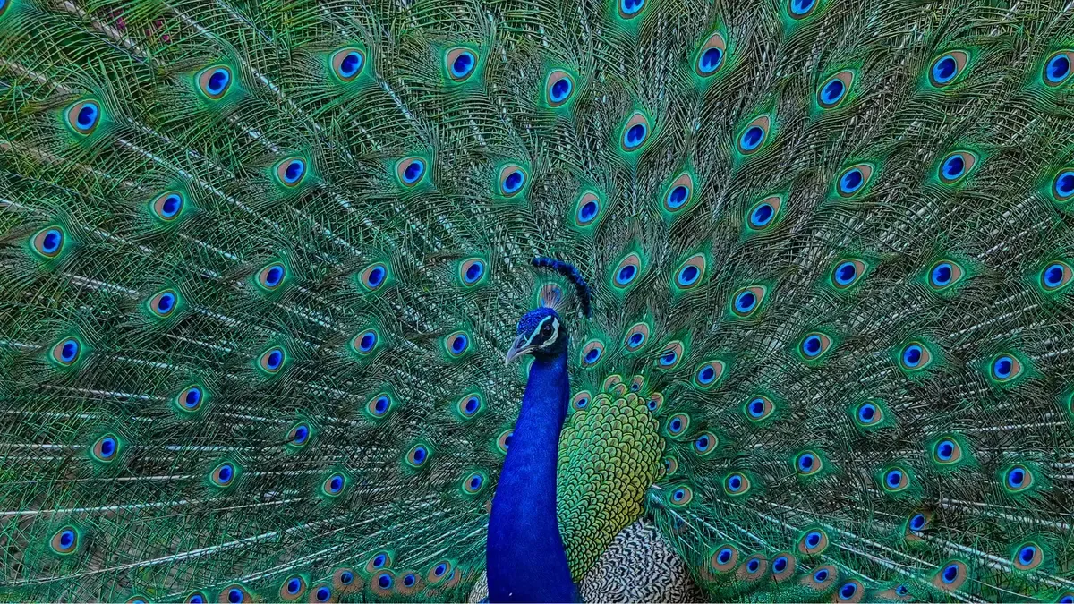 طاووس ها در پرهای رنگین خود نوعی لیزر دارند 2 طاووس