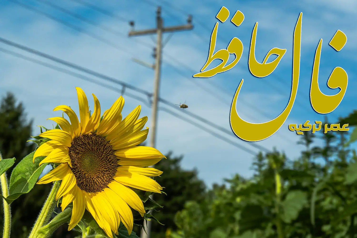 فال حافظ 13 مرداد 1404