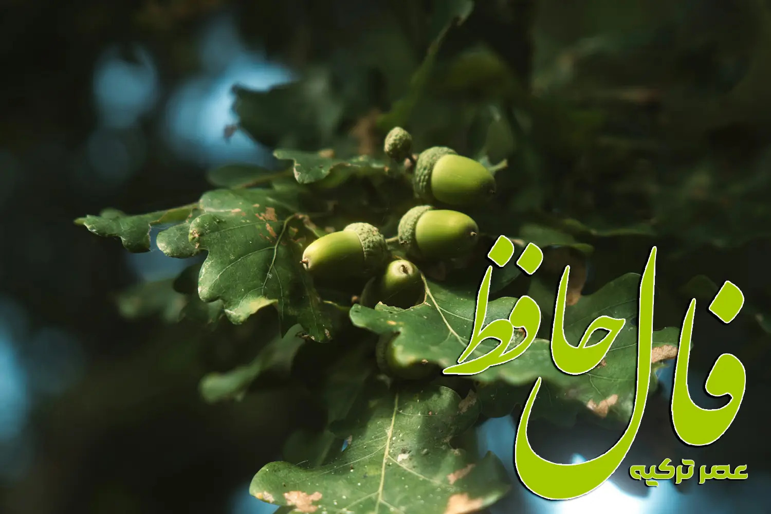 فال حافظ 23 مرداد 1404