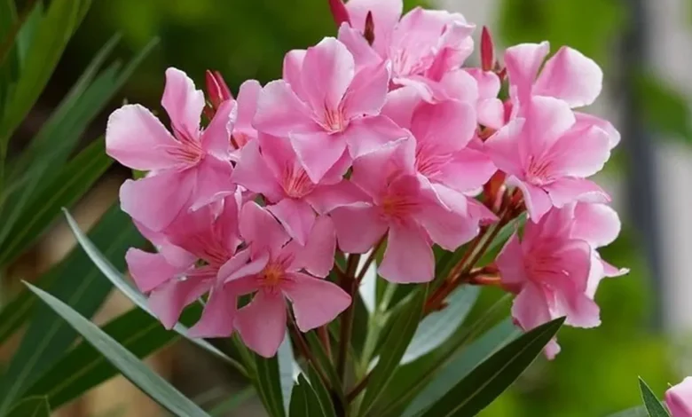 خرزهره