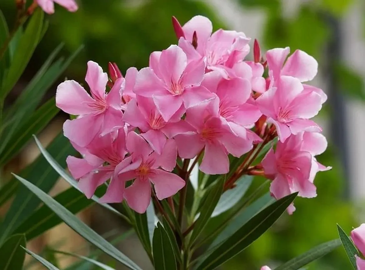 مقاومت عجیب گل خرزهره در برابر بمباران اتمی1