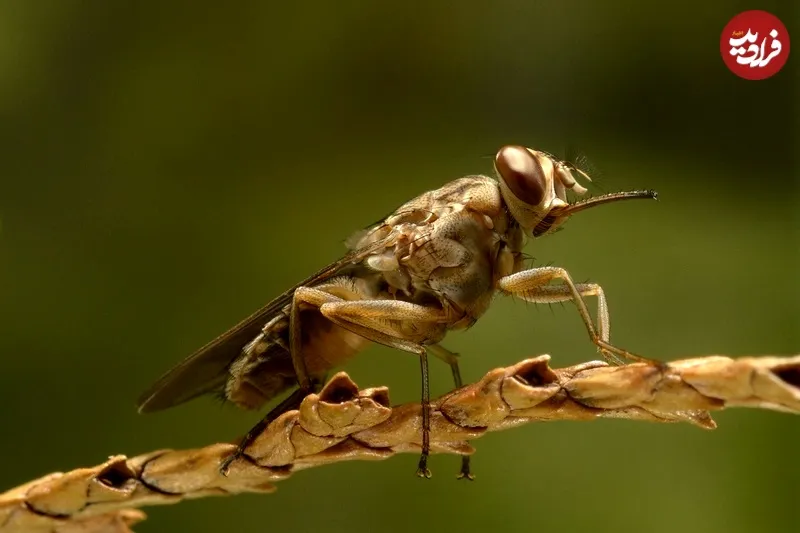 مگس تسه‌تسه