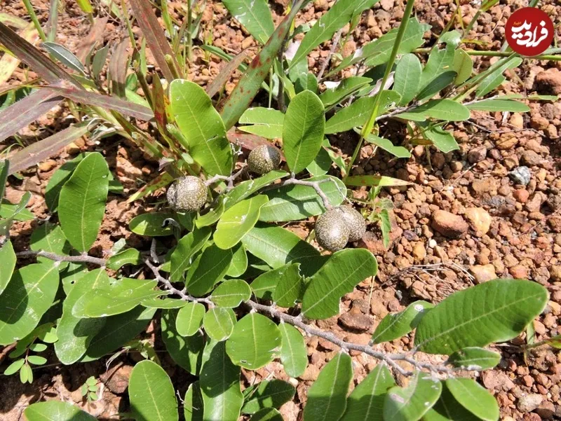 درخت