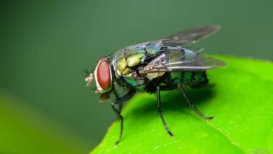کشنده‌ترین مگس‌ های جهان در کمین انسان ها