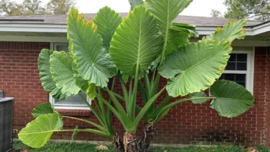 گیاه آپارتمانی خوشبوکننده