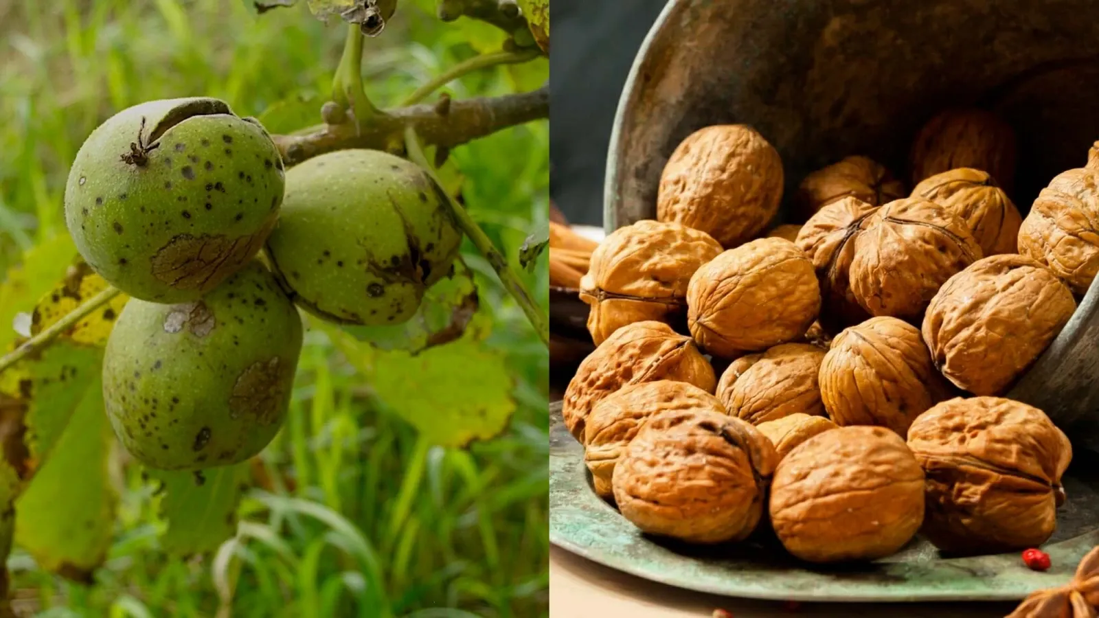 طول عمر