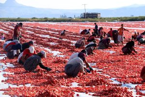 گوجه‌فرنگی