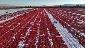 گوجه‌فرنگی