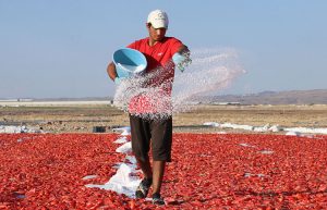 گوجه‌فرنگی