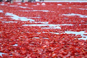 گوجه‌فرنگی