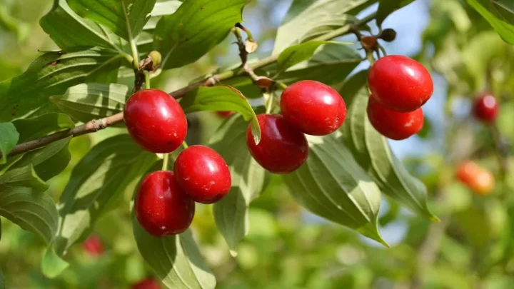 ایلان ماسک