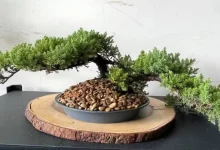 سیگار