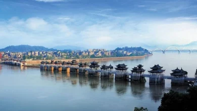 بچه گربه