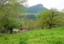 مهدی طارمی