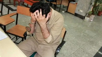فیکوس برگ ویولونی