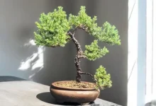 واردات خودرو