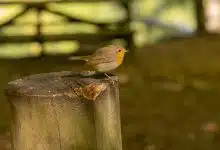 جانور منقرض شده