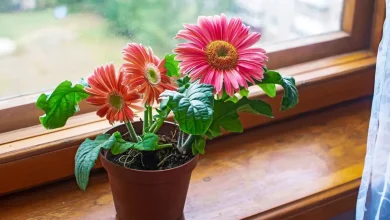 صخره