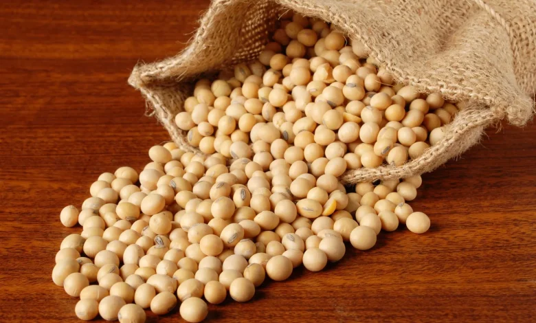 پروتئین گیاهی