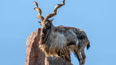 چرا «مارخور پاکستانی» رویای شکارچیان جهان است؟ 18 3 89