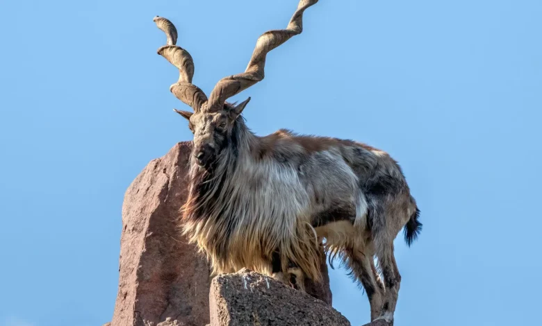 مارخور پاکستانی