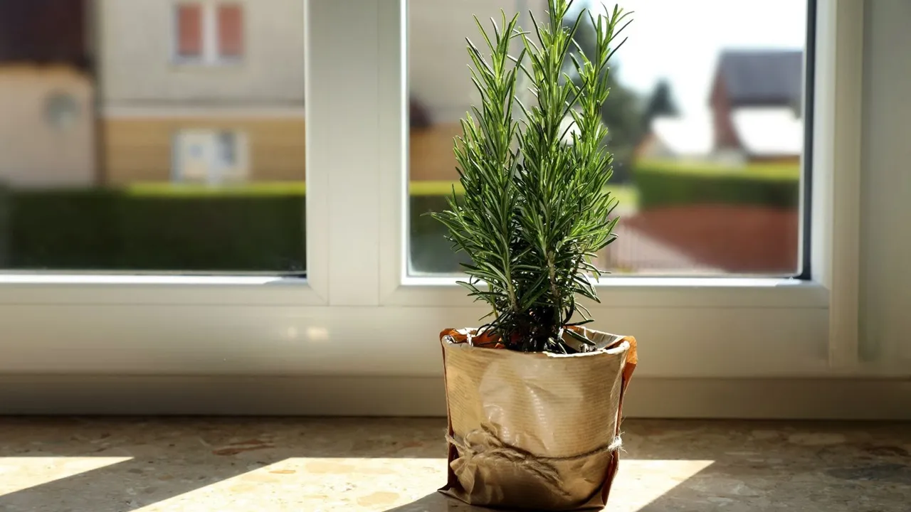 گیاه آپارتمانی