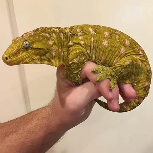 مارمولک