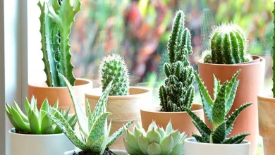 معرفی انواع بیماری های کاکتوس و راه های مقابله با آن ها 21 6 88