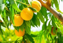گیاه