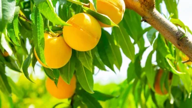 گیاه ضداسترس