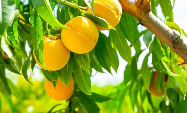 گیاه