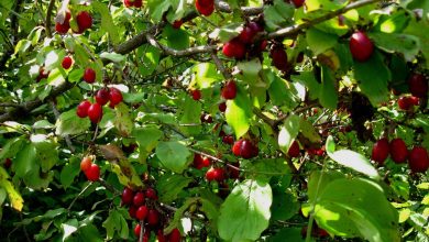 روش کاشت هسته زغال اخته در گلدان 29 9 6