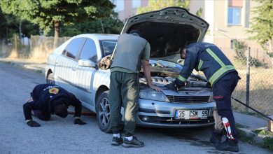 سمور آبی