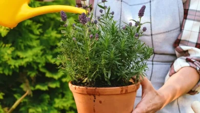 آموزش کاشت و نگهداری اسطوخودوس در گلدان