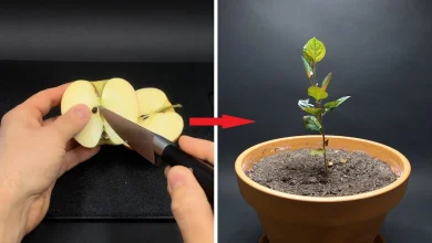 آموزش کاشت و پرورش دانه سیب در گلدان2