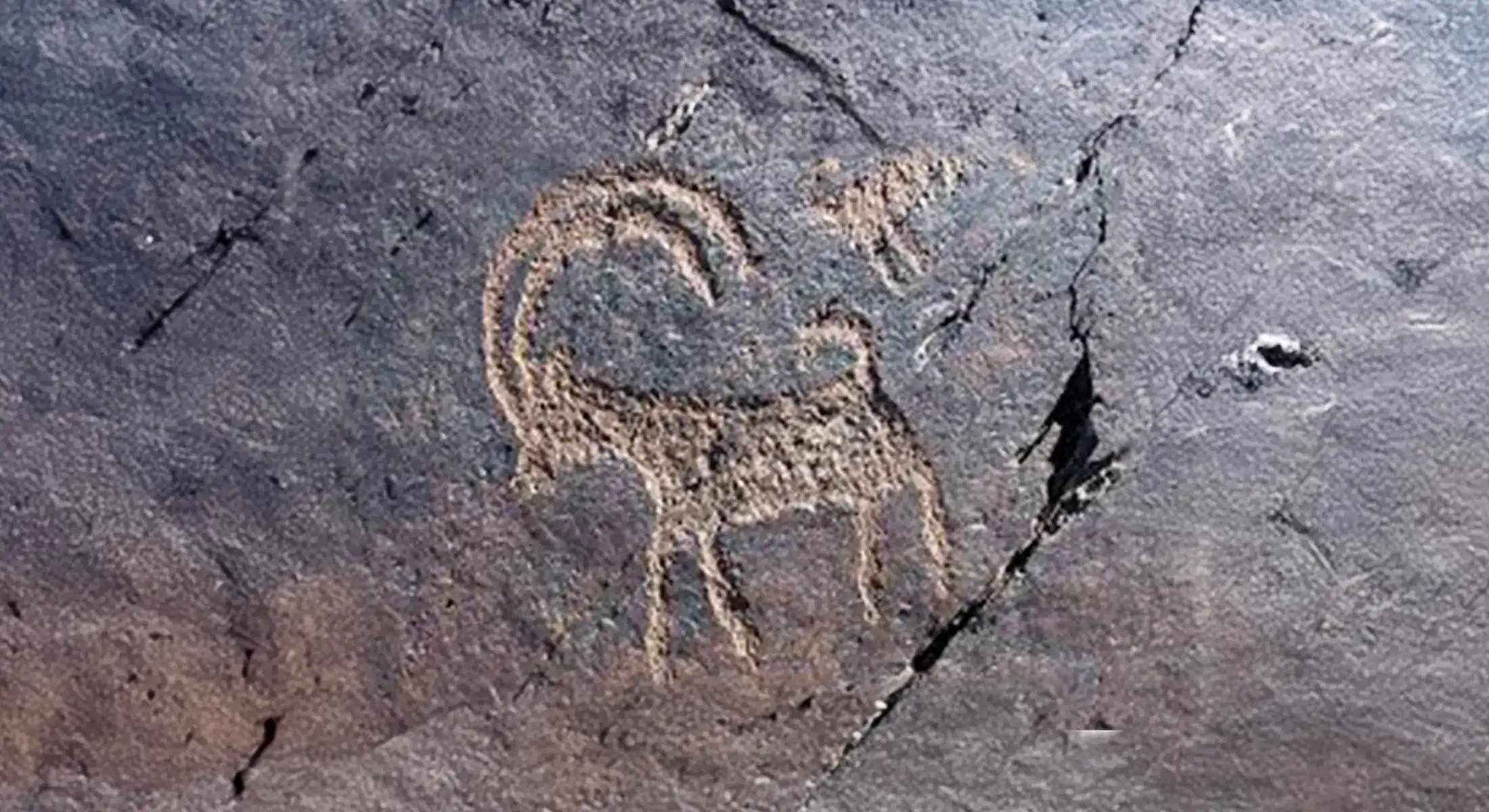 بز کوهی