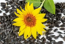 تخمه آفتابگردان