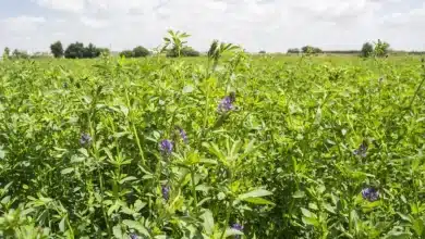 سنگ قیمتی