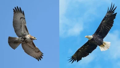 تفاوت عقاب با شاهین چیست؟