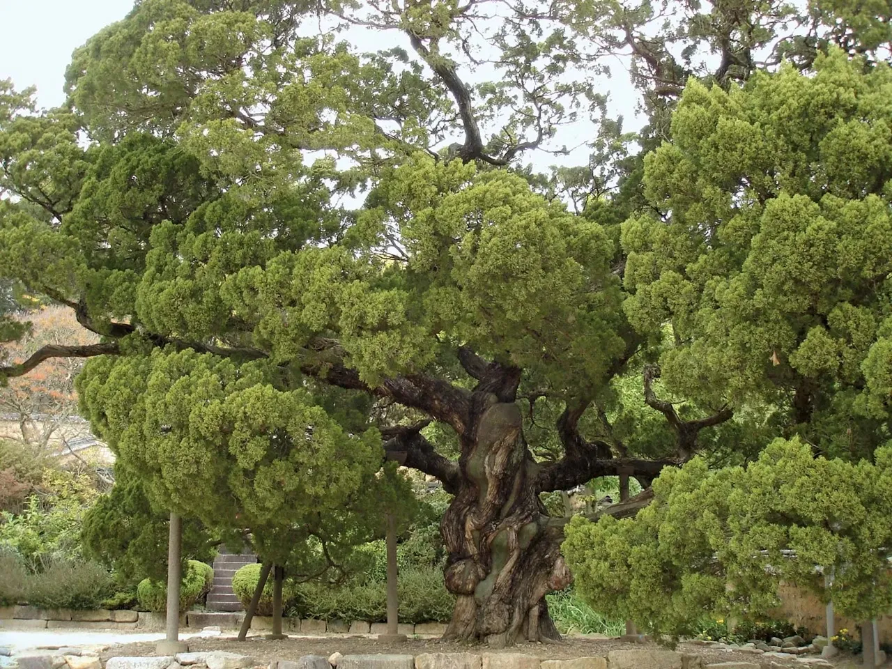 گیاه