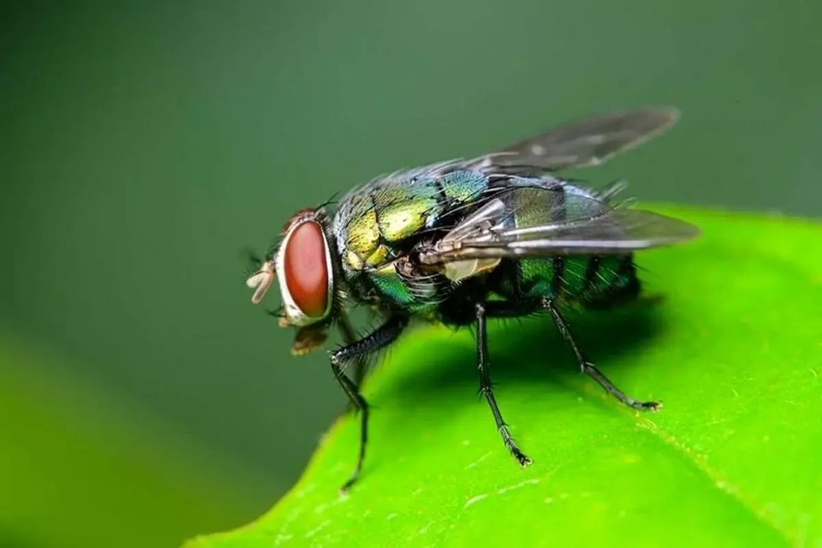 دنیا از دید مگس ها چگونه است؟