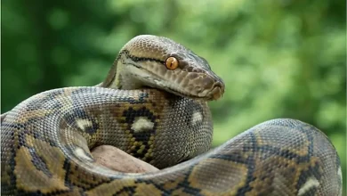 سلاح ترسناک مار پیتون برای بلعیدن تمساح