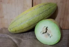 طبع خربزه سرد است یا گرم؟