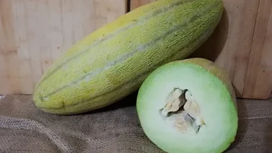 طبع خربزه سرد است یا گرم؟