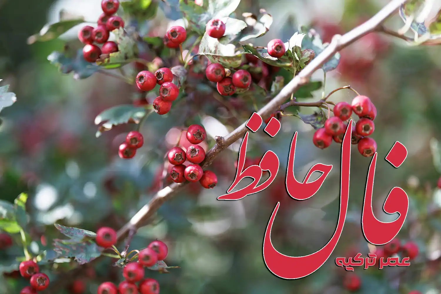 فال حافظ 8 مهر 1404