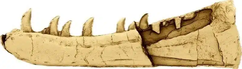 دایناسور