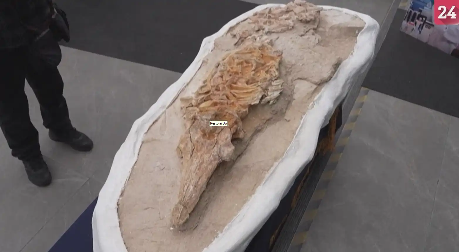 کشف فسیل دلفین