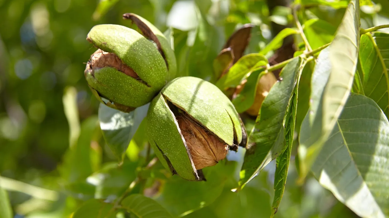 گیاه