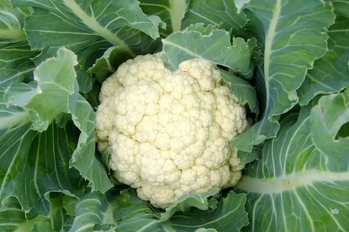 سبزی
