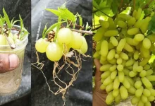درخت انگور